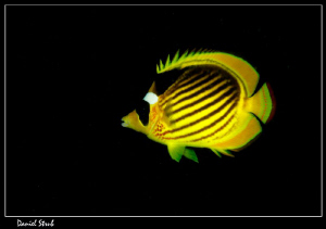 Racoon butterflyfish (chaetodon lunula) :-D by Daniel Strub 